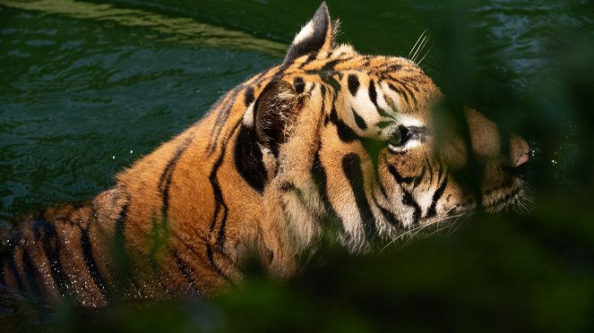 Malaysia's Last Tigers - Filmfotos