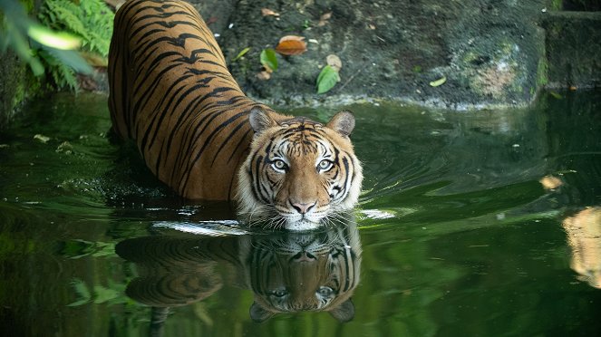 Malaysia's Last Tigers - Kuvat elokuvasta