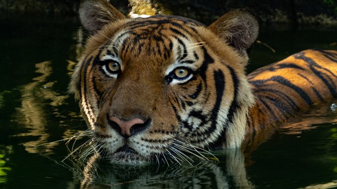 Malaysia's Last Tigers - De la película