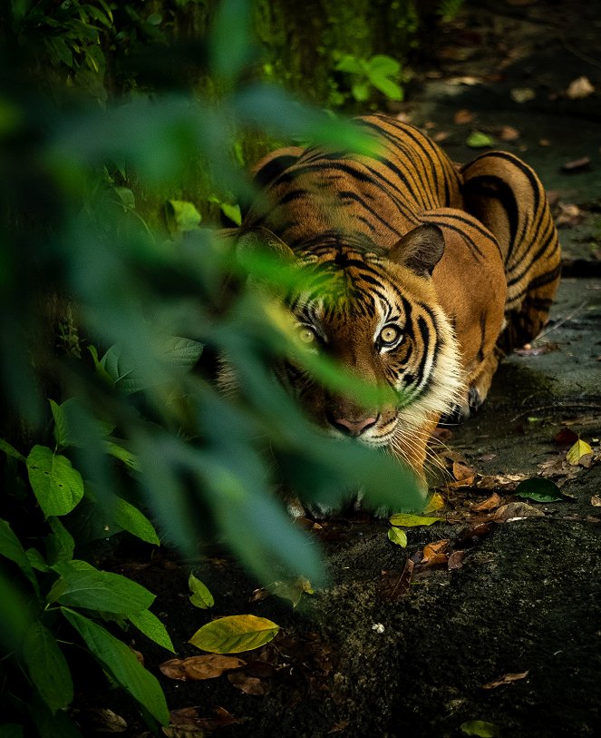 Malaysia's Last Tigers - De la película