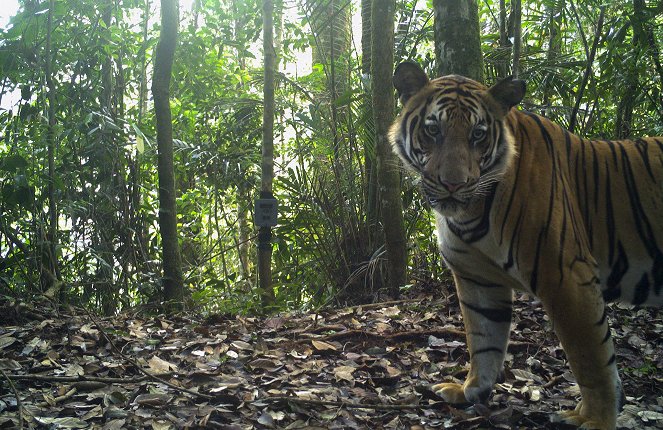 Malaysia's Last Tigers - Z filmu
