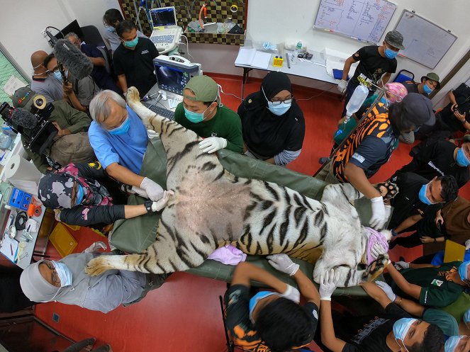 Malaysia's Last Tigers - Photos