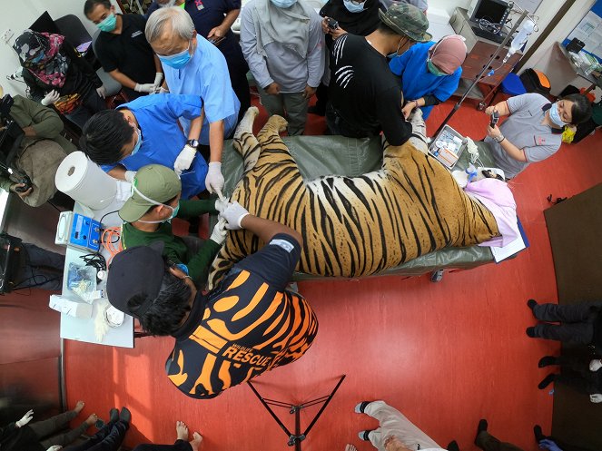 Malaysia's Last Tigers - Photos