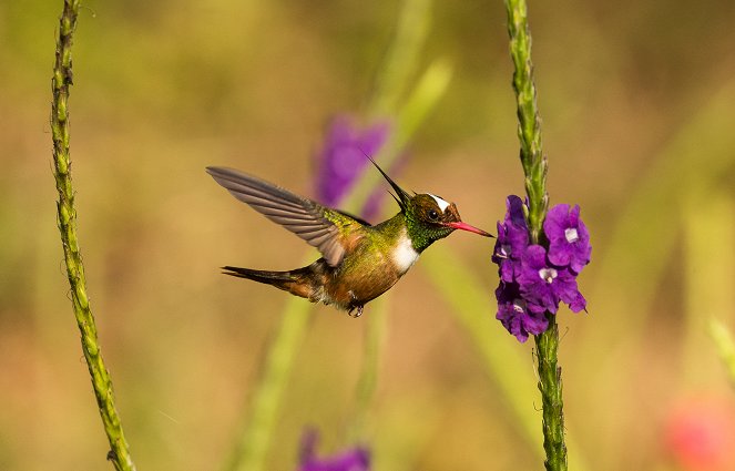 The Hummingbird Effect - Kuvat elokuvasta
