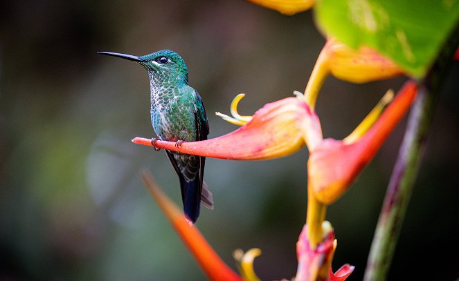 The Hummingbird Effect - Photos