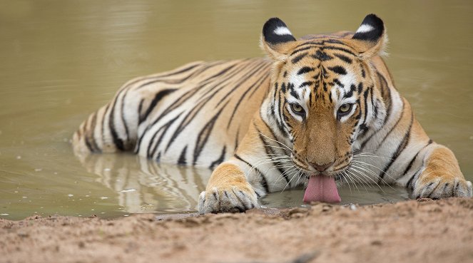 Die Tigerkönigin von Taru - Filmfotos