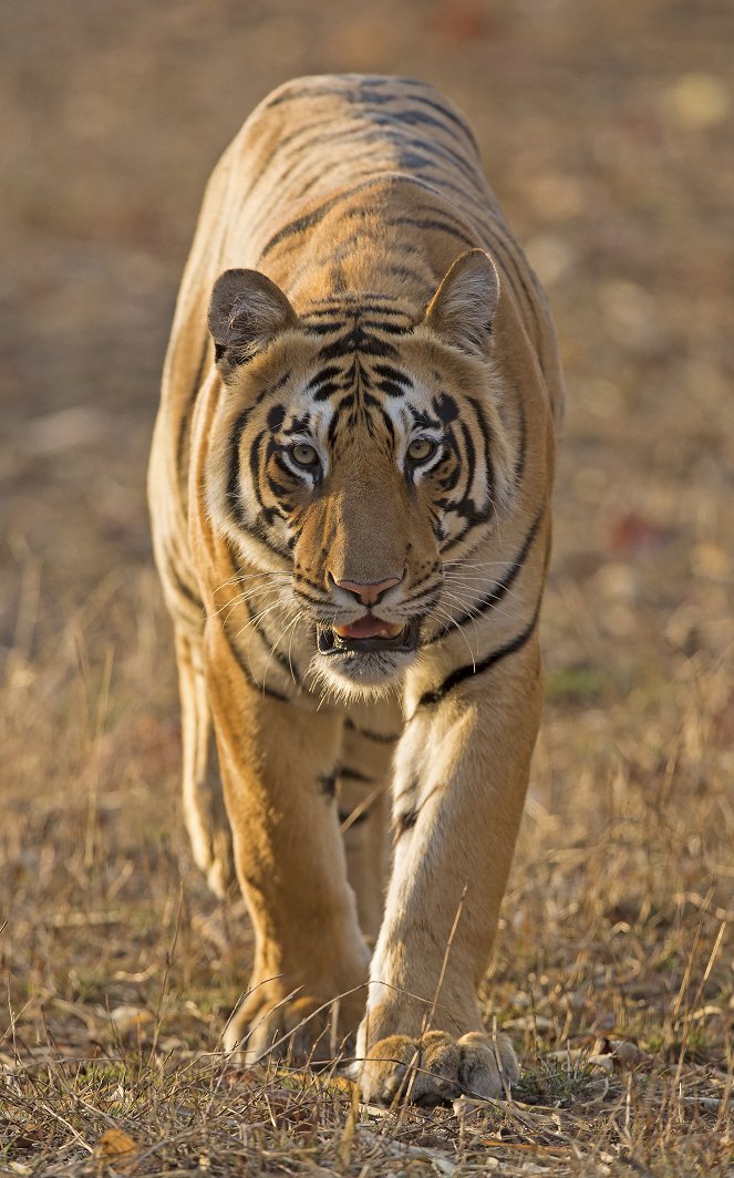 Maya, la tigresse du Maharashtra - Film