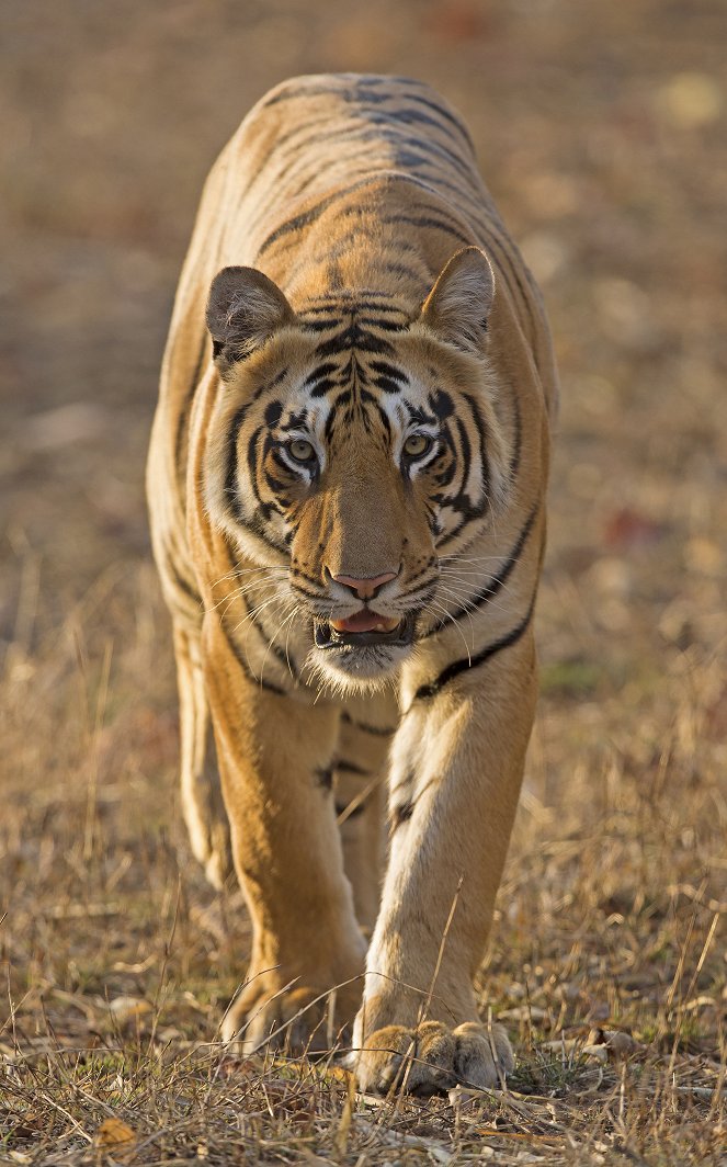 Die Tigerkönigin von Taru - Filmfotos