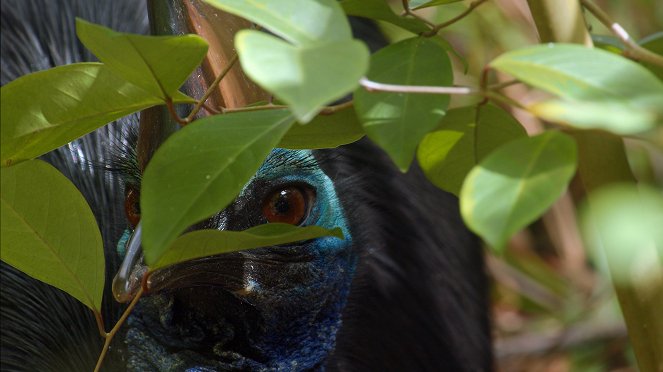 Australia's Land of the Ancients - Van film