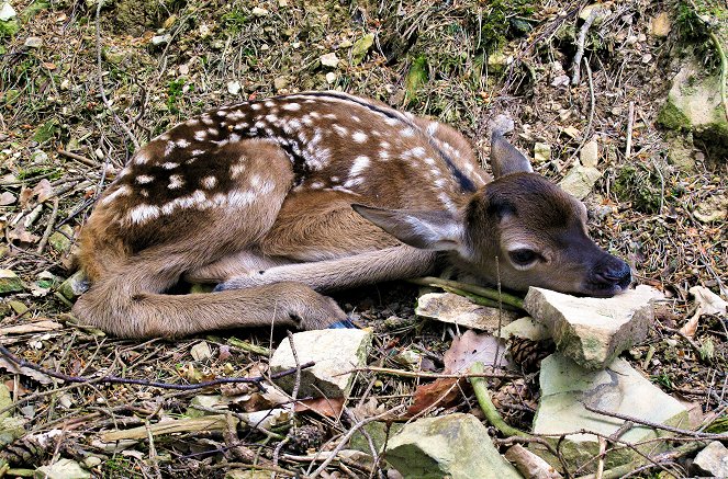 Tierische Burgherren - Das wilde Mittelrheintal - Photos