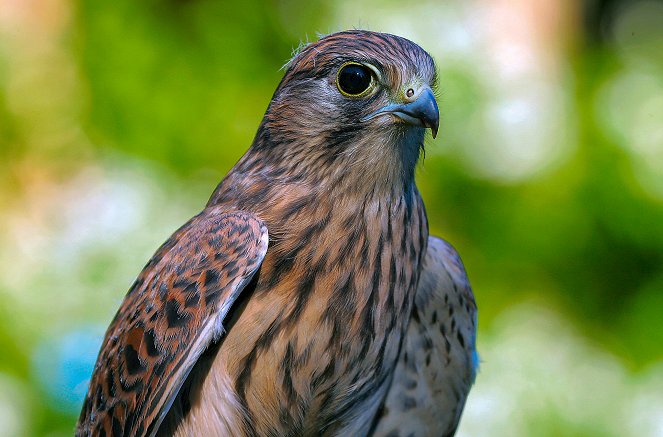 Tierische Burgherren - Das wilde Mittelrheintal - Filmfotos