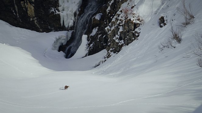 Universum: Arlberg - Wild und Weltberühmt - Do filme