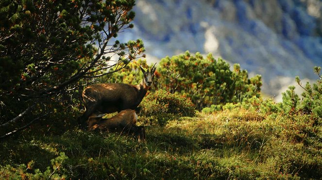 Universum: Arlberg - Wild und Weltberühmt - Do filme