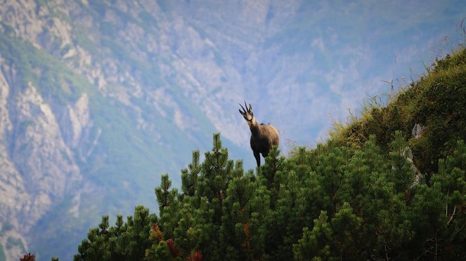 Universum: Arlberg - Wild und Weltberühmt - Film