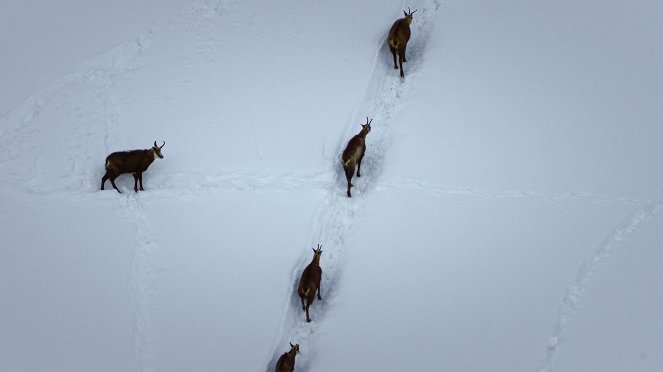 Universum: Arlberg - Wild und Weltberühmt - Van film