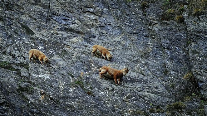 Universum: Arlberg - Wild und Weltberühmt - Van film