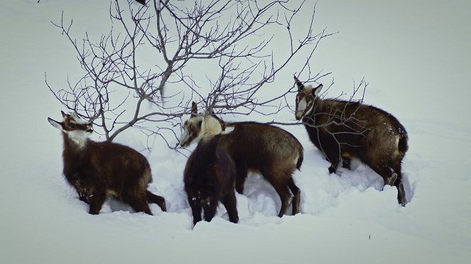 Universum: Arlberg - Wild und Weltberühmt - Do filme