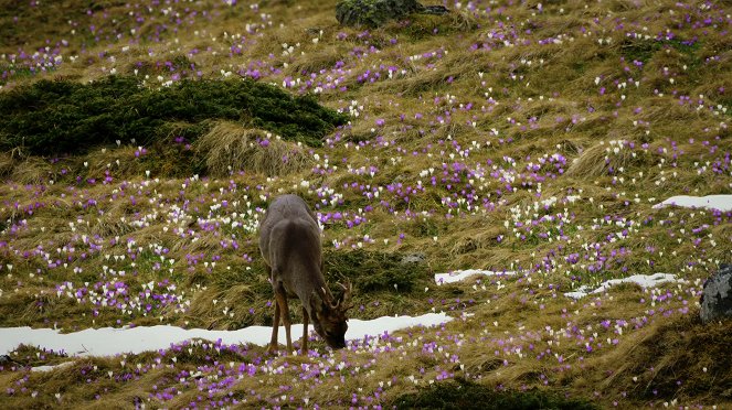Universum: Arlberg - Wild und Weltberühmt - Photos