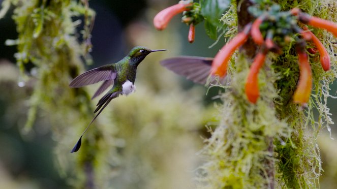 Nature's Ultimate Survivors - Photos