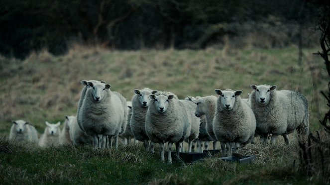 Notes from Sheepland - De la película