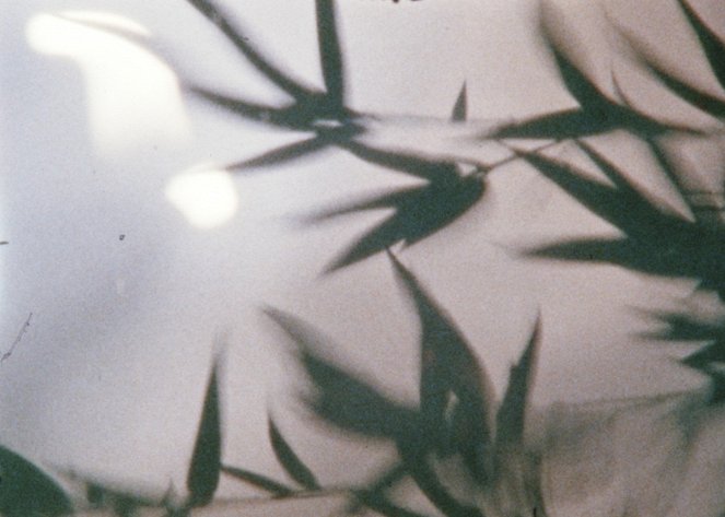 Bamboo in the Water - Filmfotos