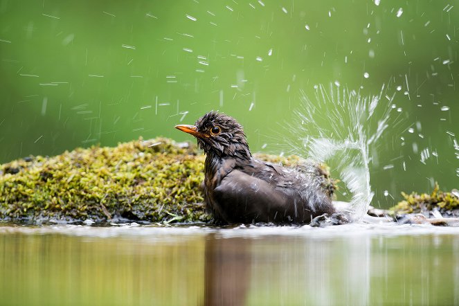 Die Magie der Vögel - Filmfotos