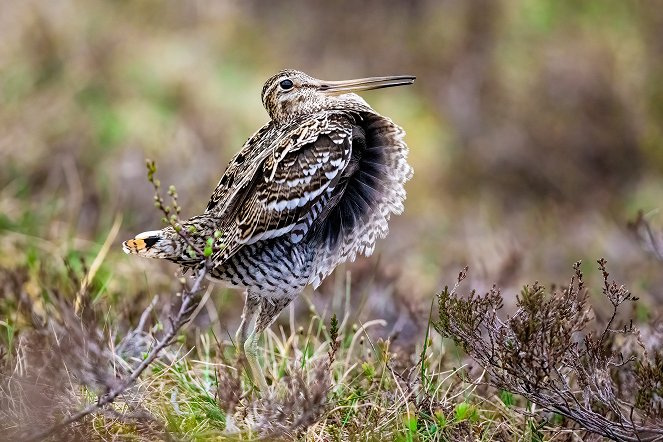 Die Magie der Vögel - Photos