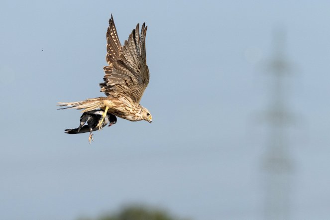 Die Magie der Vögel - Photos