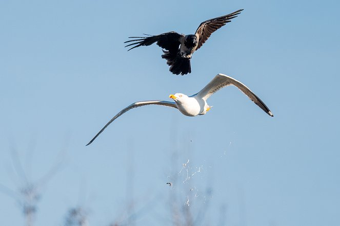 Die Magie der Vögel - Filmfotók