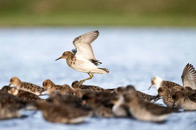 Die Magie der Vögel - Photos