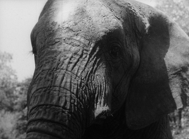 Ty náš slone - Filmfotók