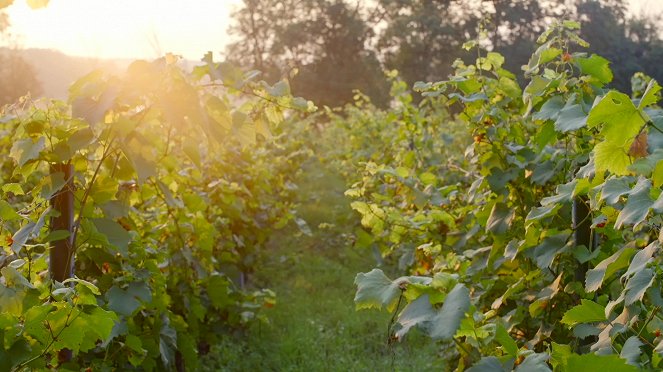 Milovníci vína - Bonsai vinice Illy - Z filmu