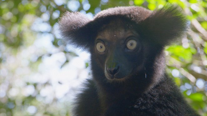 Madagascar Weirdest - Photos