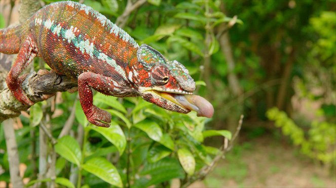 Madagascar Weirdest - Photos