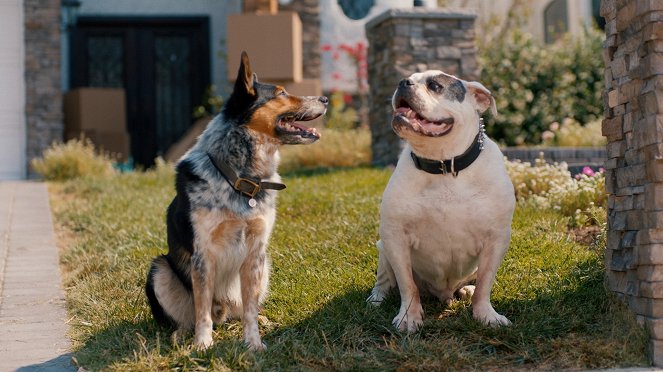 Pups Alone: A Christmas Peril - Van film
