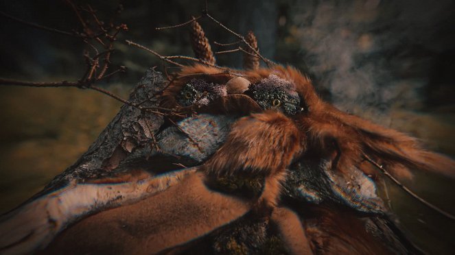 Belfiato Quintet: On the Edge of the Forest - Filmfotók