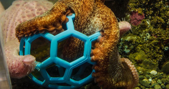 In Touch with a Giant Pacific Octopus - Photos