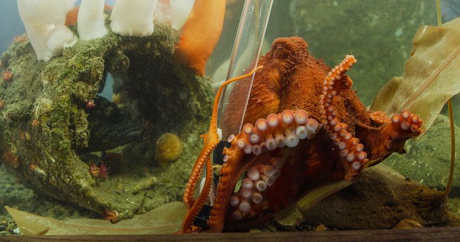 Setkání s obrovskými tichomořskými chobotnicemi - Z filmu