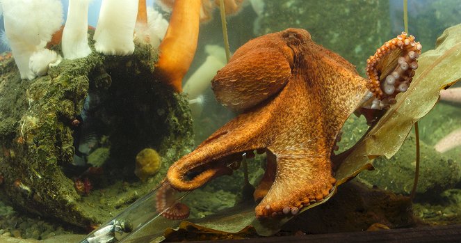 Setkání s obrovskými tichomořskými chobotnicemi - Z filmu