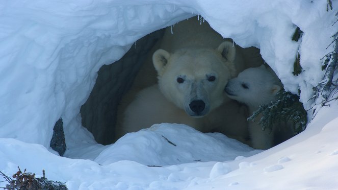 Incredible Animal Journeys - Z filmu