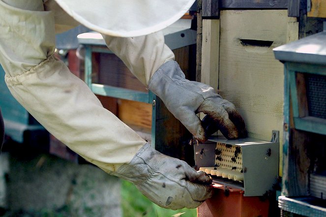 Médecines d'ailleurs - Roumanie - Le miracle des abeilles - De la película