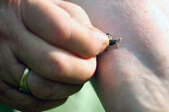 Médecines d'ailleurs - Roumanie - Le miracle des abeilles - Film