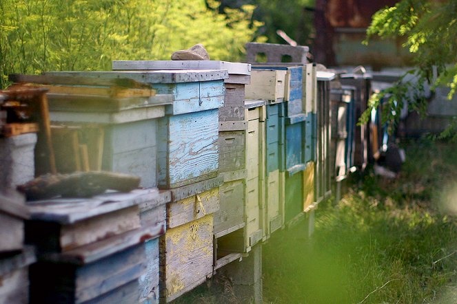 World Medicine - Roumanie - Le miracle des abeilles - Photos