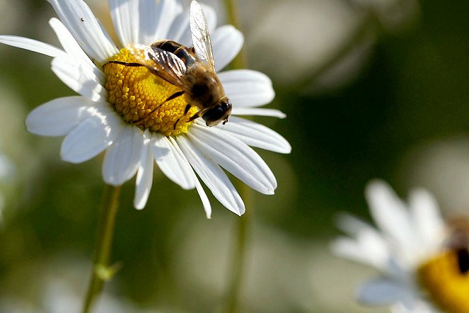 Médecines d'ailleurs - Roumanie - Le miracle des abeilles - Van film