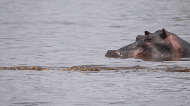 Moremi, el reino del hipopótamo - Van film