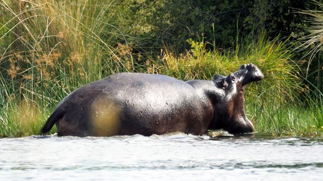 Moremi, el reino del hipopótamo - De la película