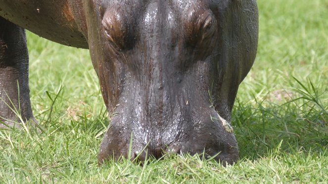 Moremi, el reino del hipopótamo - Film
