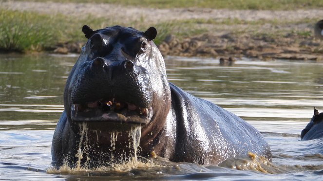 Moremi, el reino del hipopótamo - Film