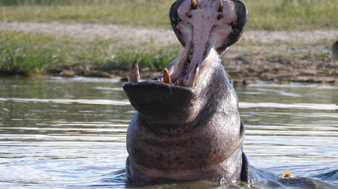 Moremi, el reino del hipopótamo - Kuvat elokuvasta