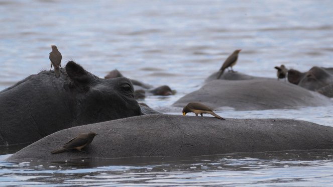 Moremi, el reino del hipopótamo - Filmfotos